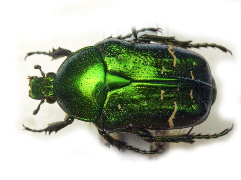 Cetonia aurata (Linnaeus, 1761)